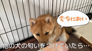 嫌そうな顔の柴犬ツナちゃん（他所の犬のにおいをつけてきた飼い主）表情豊かな柴犬（豆柴）