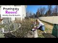 Pruning My David Austin Roses
