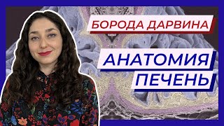 Анатомия — Пищеварительная система. Печень.