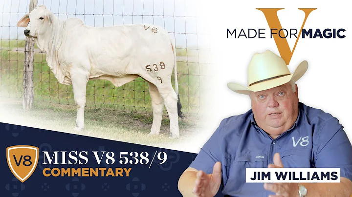 Lot 2 Comments - Miss V8 538/9 Brahman Heifer from Made for Magic V Online Sale