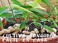 COMO CULTIVAR JENGIBRE EN CASA MUY FÁCIL