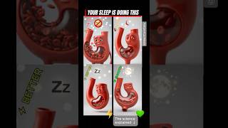 How Your Sleep Affects Your Blood Flow | 4 Types Ranked 😴🩸