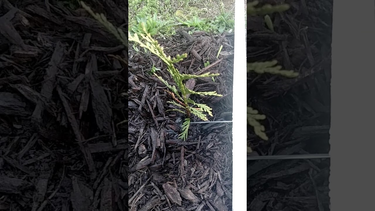 Watering thuja green giants YouTube