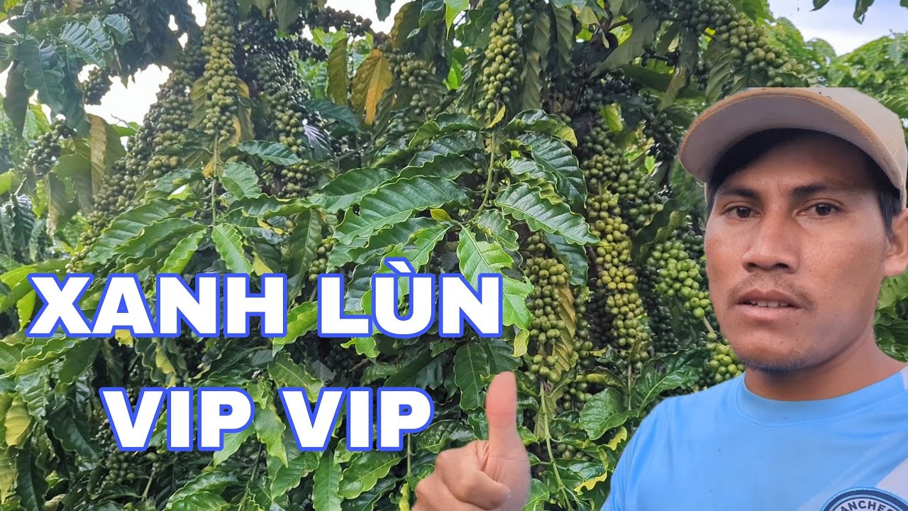 Phát Hiện Vườn Xanh Lùn Ghép MỚI NHẤT - Năng Suất Vượt Trội!