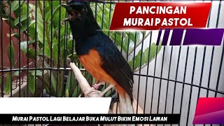 Murai Pastol Yang Lagi Belajar Buka Mulut Bikin Emosi Murai Lainnya