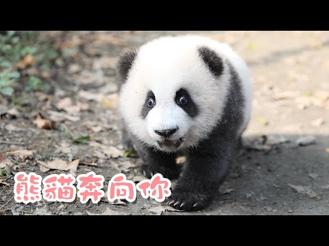 《熊貓主題趴》熊貓跌跌撞撞奔向你 | iPanda熊貓頻道