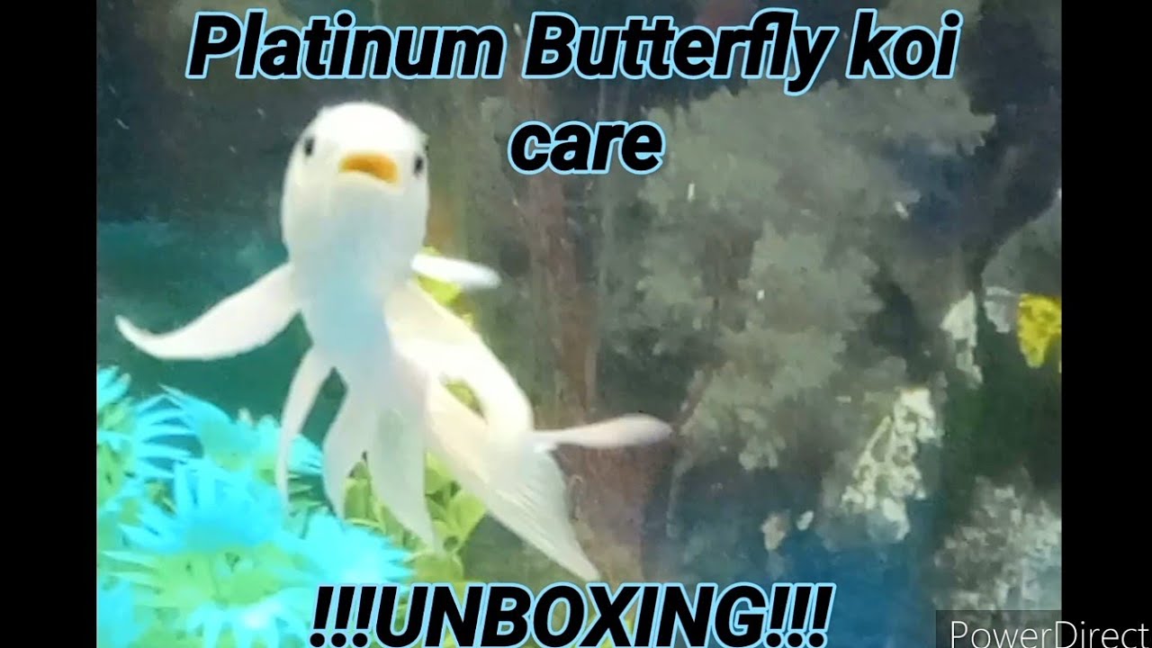 platinum-butterfly-koi-care-unboxing-youtube