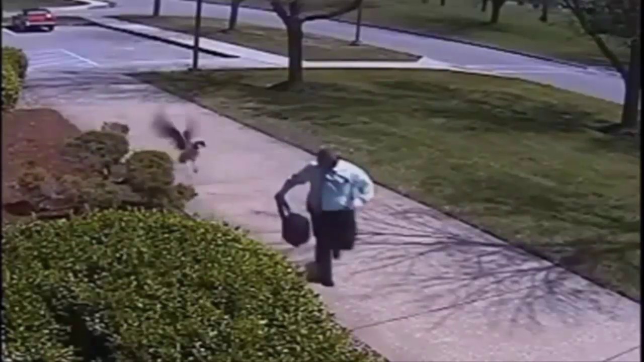 Goose attacks man