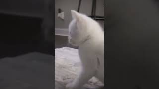 Twerk Atan Kedi Halis Mi?