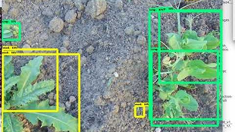 crop weed detection