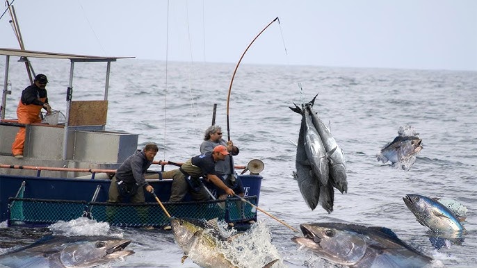 Catching tuna Maldivian style - Greenpeace 