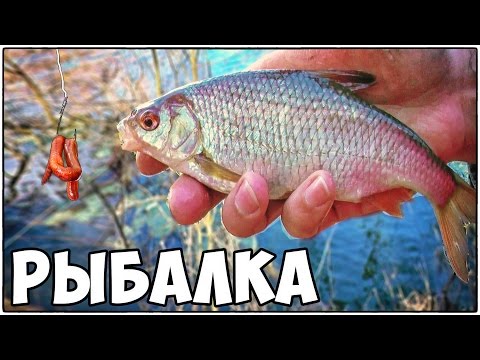 РЫБАЛКА ВЕСНОЙ: ПЛОТВА и КРАСНОПЕРКА на ЧЕРВЯ