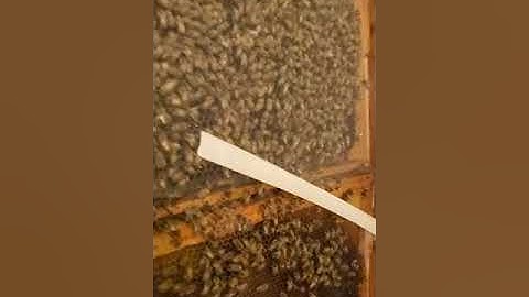 Swarm cell vs. supersedure cell location