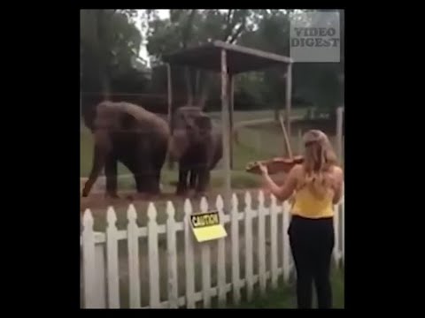 AMAZING Animals Reacting to Music