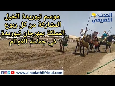 جميع السربات المشاركة بمهرجان تبوريدة في جماعة الغوالم