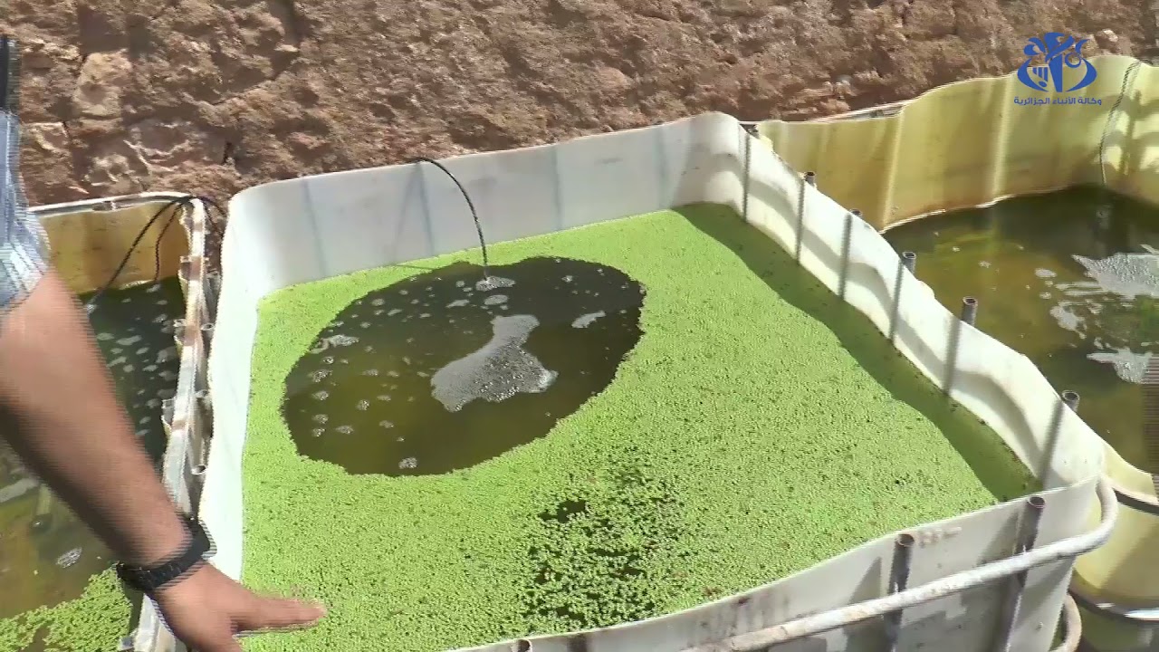 وهران: تجربة جديدة لإنتاج اصباعيات سمك البلطي الغني بالنتروجين