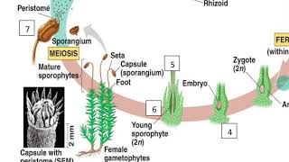 CH.29 - Plant diversity I / How plants colonized land - part2