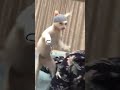 طاهر قلبي نقي