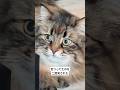 目の可動スゴスゴねこたん　 #サイベリアン #cat #ヤマネコ