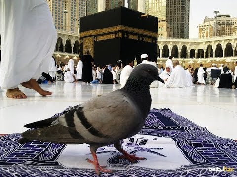 Birds playing on Kabah! Masjid Al-Haram Makkah - YouTube