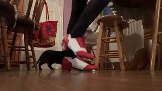 Tap Dance Class #79 Shuffle Ball Change, Shuffle Touch