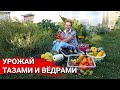 Урожай тазами и ведрами