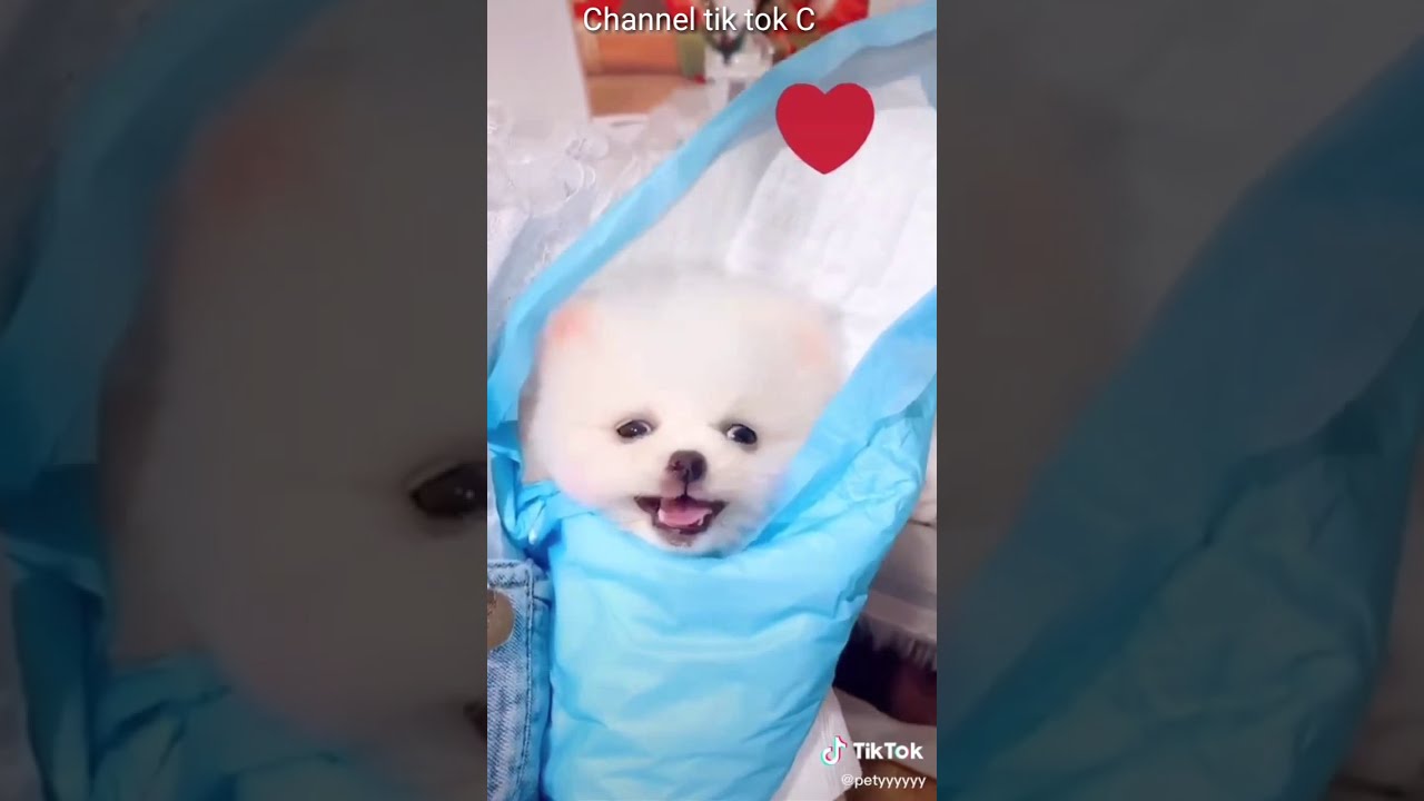 Anjing kecil lucu imut - YouTube
