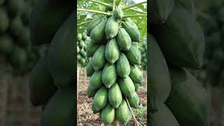 Taiwan Red Lady 786 F1 Hybrid Papaya plant's premium, high-quality