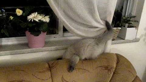 Cat video №1 "My Crazy Ragdoll kittaH. Introduction"