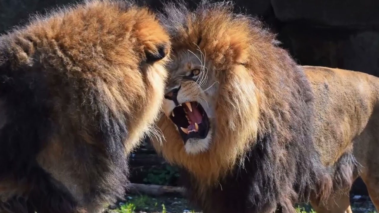 Genus Panthera  Music by Vasiko Machabeli