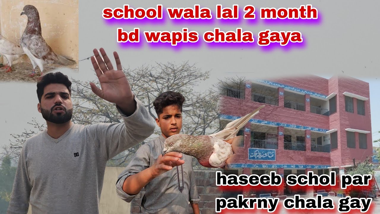 School wala laal kabutar 2 months wapis chala gaya😯haseeb phr pakrny chala gaya school