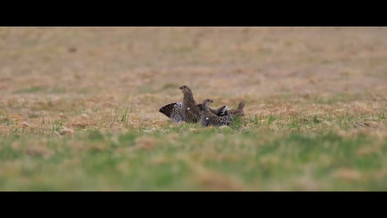 Soumrak krkonošských tetřívků