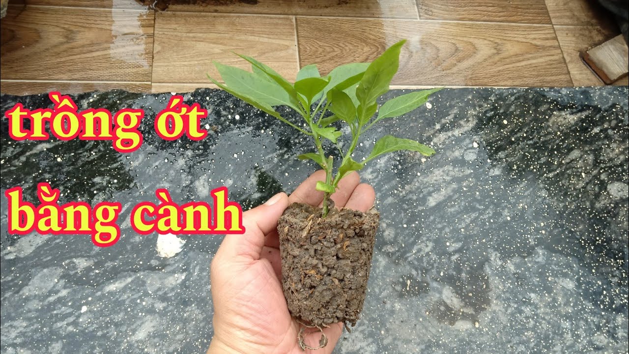Hướng dẫn trồng ớt bằng cành