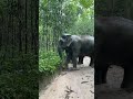 Majestic Moments: Walk Side by Side with Gentle Giants in the Wild