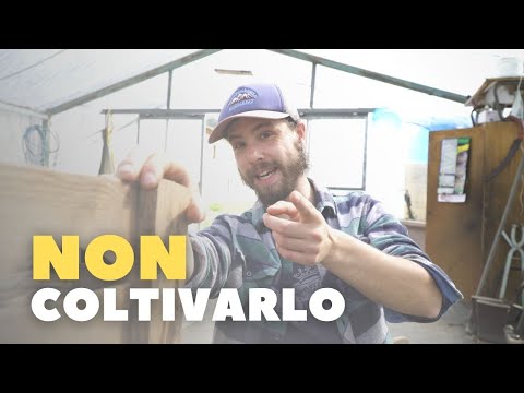 Video: È obbligatorio assicurare la vita quando si assicura un'auto? Hanno il diritto di stipulare un'assicurazione sulla vita?