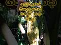 මේ අවුරුදු 3න් පිදුන පොල් ගහක් ගෙදර වත්තෙ හදාගමු #srilanka #farming #technology