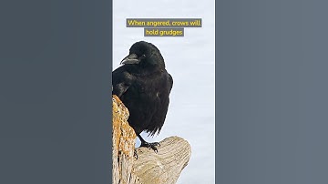 Did you know this about crows? #shorts #facts #knowledge #2023 #solve
