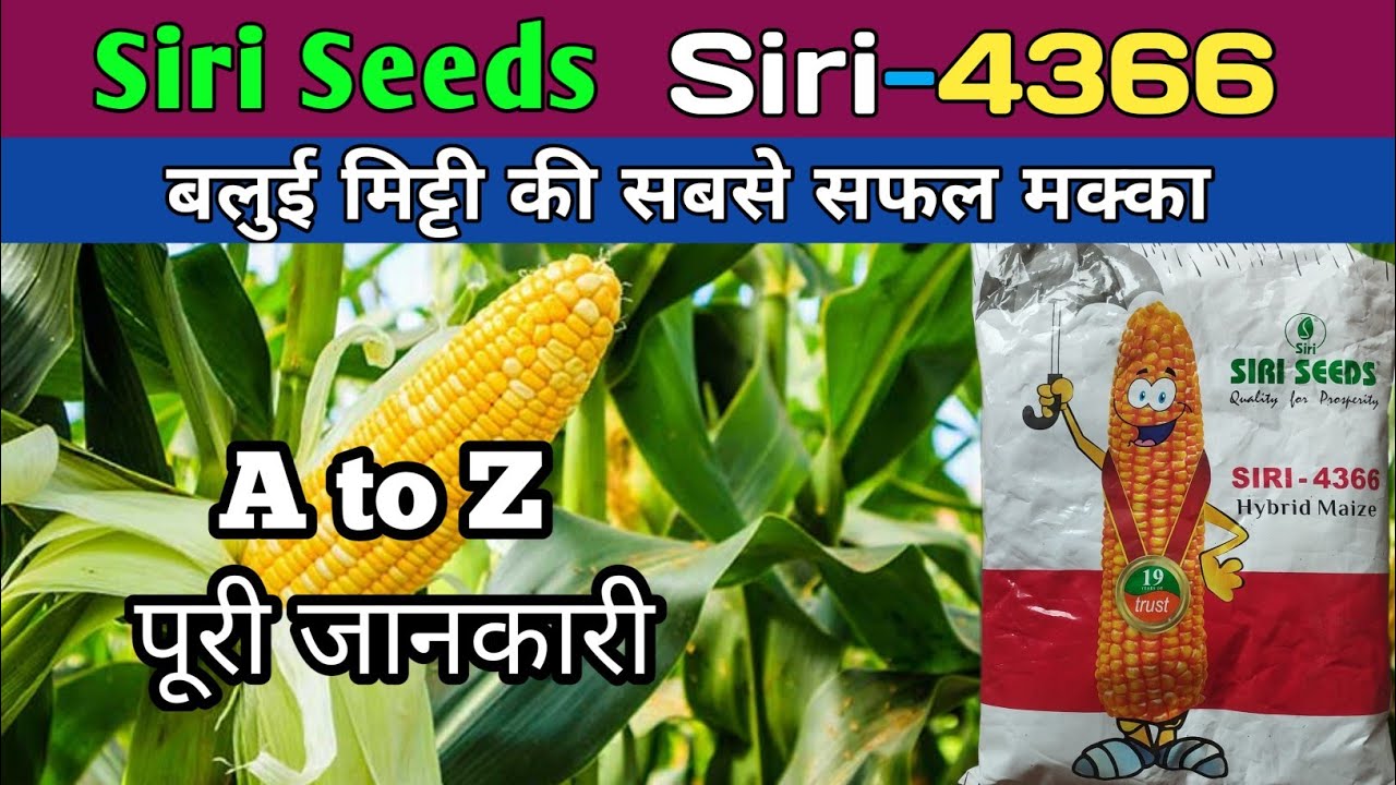 siri 4366 hybrid corn | siri 4366 makka | siri seeds siri 4366 