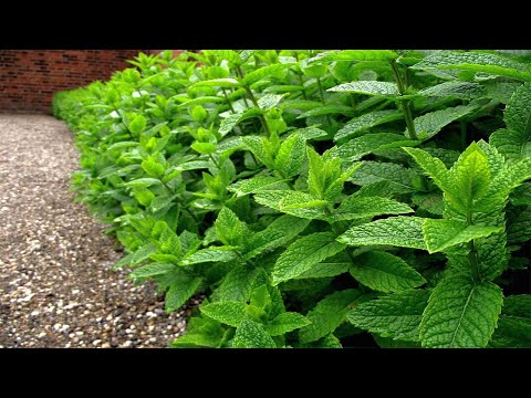 زراعة النعناع من البذور