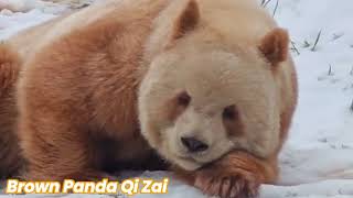 Adorable Brown Panda Qi Zai. | 棕色大熊猫七仔