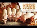 Alimentación de Cerdos en Etapa de Inicio - Postdestete l CERDIMOR INICIO