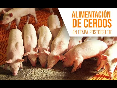 Video: Cómo Alimentar A Un Cerdo En