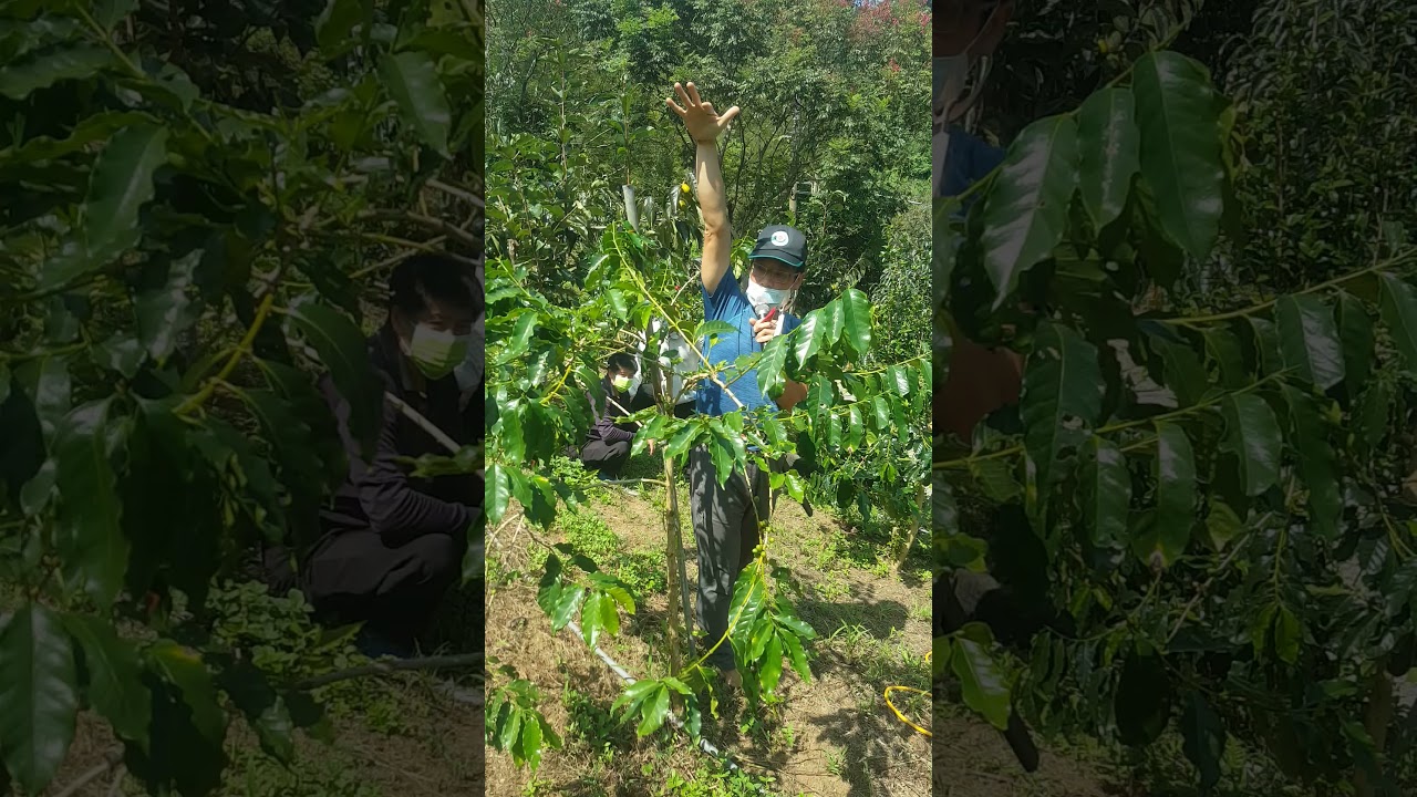 馬武督咖啡    修枝教學1