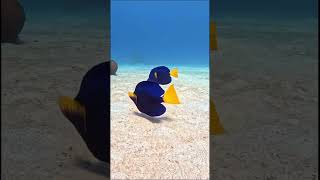 Purple Tang Zebrasoma Xanthurum,