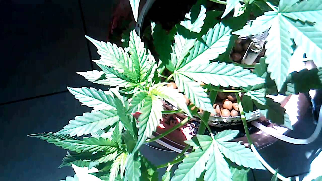 CHEESE XXL AUTO HYDRO