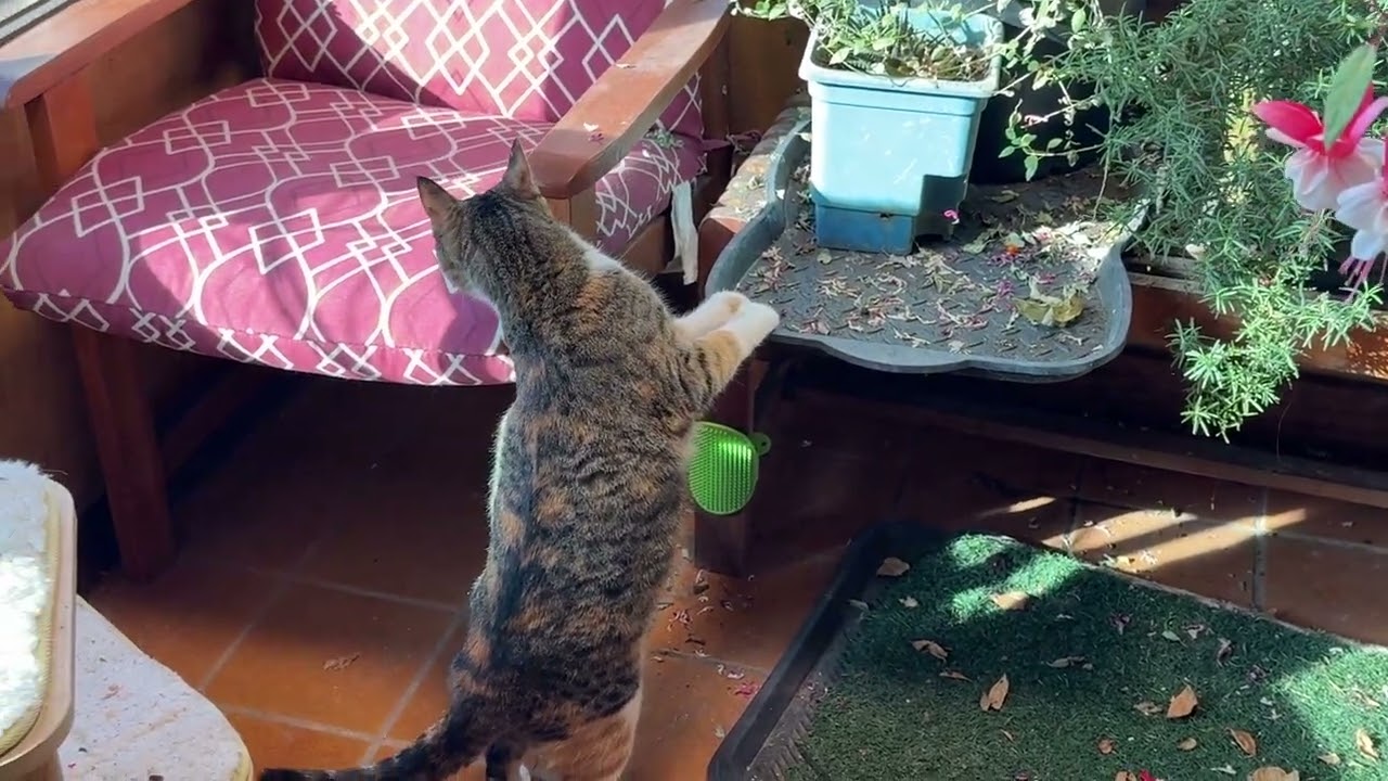 Calla Bella looks around her new home