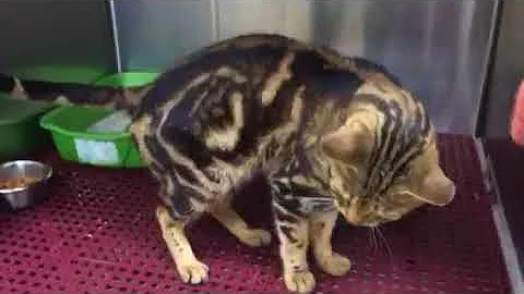 Video 4104941: bengal mix, home bengal