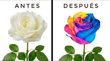 ¿Qué es una flor arco iris?