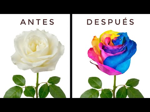 Video: Cómo hacer rosas arcoíris (con imágenes)