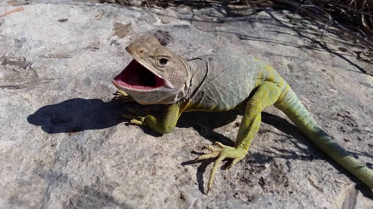 pyle casa eastern collared lizard